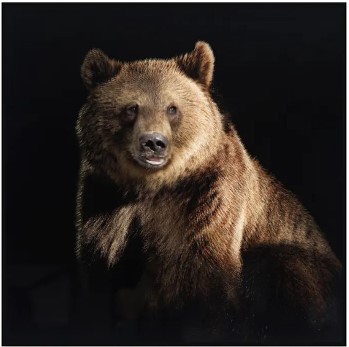 Crestview Resting Bear Framed Wall Art