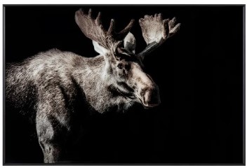 Crestview Powell Moose Framed Wall Art