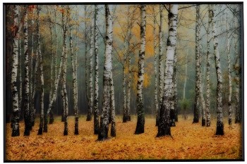 Crestview Rivers Birch Trees Framed Wall Art