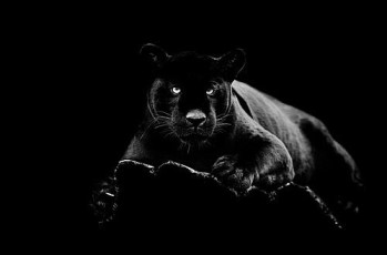 Classy Art Black Panther Wall Art