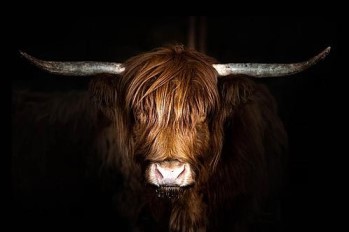 Classy Art Highland Cow Wall Art