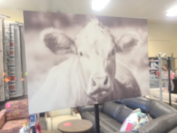 Black & White Cow Wall Art