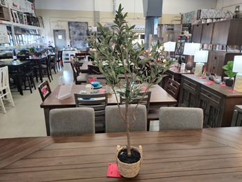 Tall Olive Tree in Woven Planter