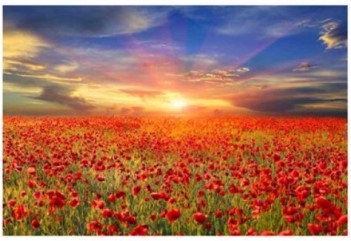Yosemite Home All The Poppies Tempered Glass Wall Art Panel
